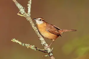 Thryothorus: Carolina Wren
