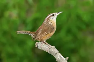 Thryothorus: Carolina Wren