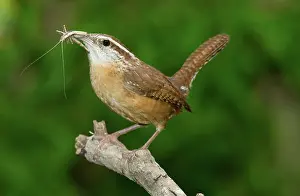 Thryothorus: Carolina Wren