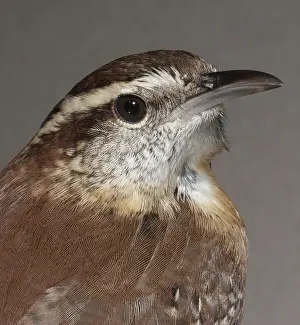 Thryothorus: Carolina Wren