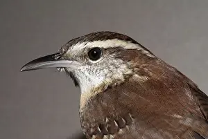 Thryothorus: Carolina Wren