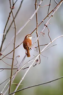 Thryothorus: Carolina Wren