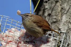 Suet: Carolina Wren