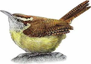 Thryothorus: Carolina Wren