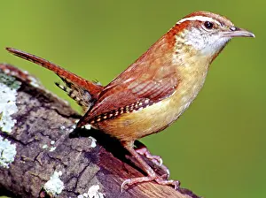 Thryothorus: Carolina Wren (Thryothorus ludovicianus)