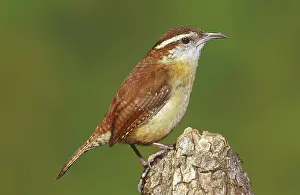 Thryothorus: Carolina Wren (Thryothorus ludovicianus)