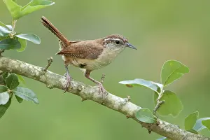Us America: Carolina Wren (Thryothorus ludovicianus)