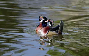 Sponsa: Carolins ducks (Aix sponsa) males on the water