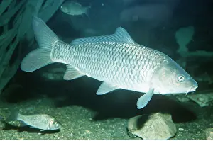Carp: CARP