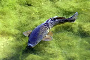Carps: Carp - among blanket weed