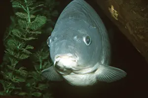 Lips: CARP - C/U FACING