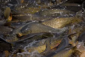 Canal: Carp (Cyrinus carpio) - New York - USA - Swimming