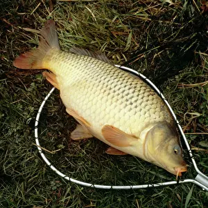 Anglers: Carp Fish - on ground in net
