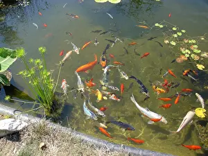 Carp: Carp Koi in a basin France