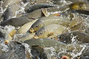 Carps: Carp - Swimming up channel from canal in order