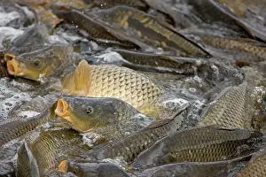 Carps: Carp - Swimming up channel from canal in order