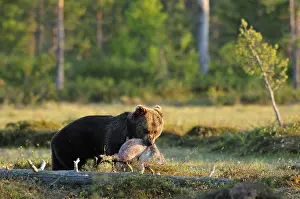 Stealing: Carpathian Brown Bear stealing a piglet in Finland