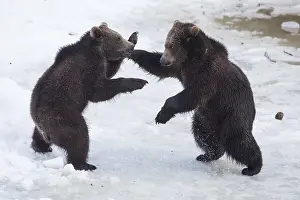 Vision: Carpathian brown bear (Ursus arctos arctos) facing