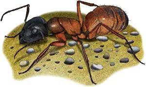 Camponotus: Carpenter Ant