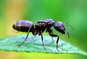 Carpenter Ant