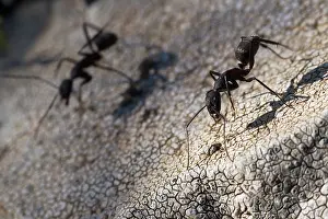 Camponotus: Carpenter Ant