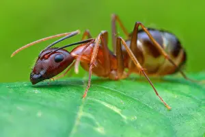 Aculeata: Carpenter ant (Camponotus sp.)