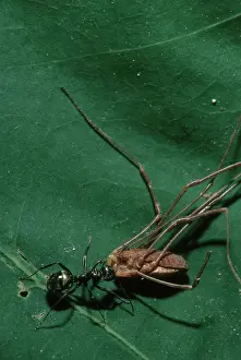Jaws: Carpenter Ant with Prey