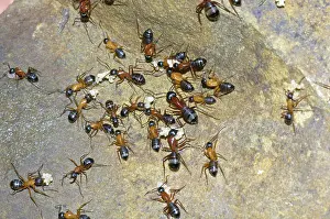 Camponotus: Carpenter Ants