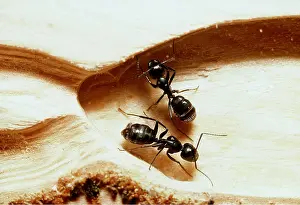 Ants: CARPENTER ANTS