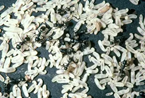 Tending: Carpenter Ants and Larvae