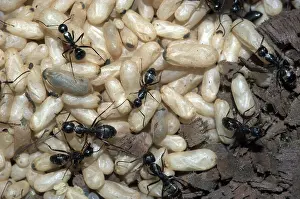 Tending: Carpenter ants tending pupae