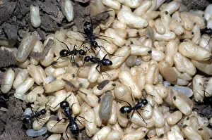 Tending: Carpenter ants tending pupae and larvae