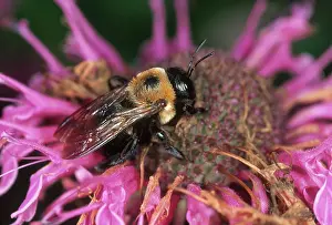 Balm: Carpenter Bee