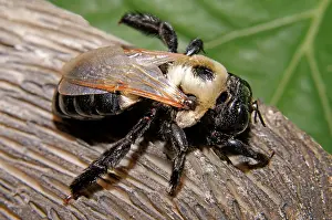Pollinator: Carpenter Bee