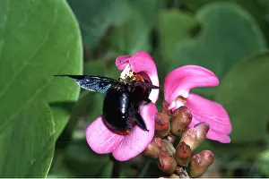 Carpenter: CARPENTER BEE - Activating pollination mechanism