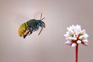 Carpenter: A carpenter bee (Apidae) aproaching a flower