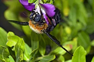 Grains: Carpenter bee - female collecting nectar from flowers