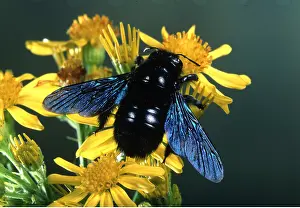 Pascal Goetgheluck: CARPENTER BEE - ON FLOWERS