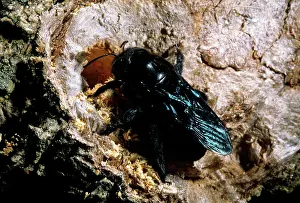 Violacea: CARPENTER BEE - NEST ENTRANCE