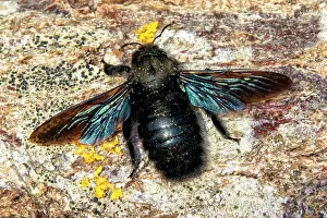 Fuel: Carpenter Bee (Xylocopa violacea) on a log cut at