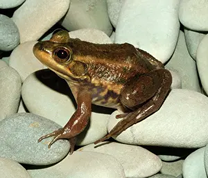 Carpenter: Carpenter Frog