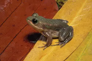 Ranidae: Carpenter Frog