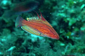 Flasherwrasse: Carpenter's Flasherwrasse