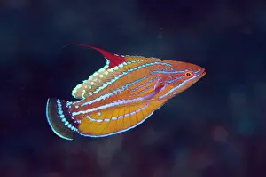 Line: Carpenter's Flasherwrasse