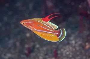 Flashing: Carpenter's Flasherwrasse - displaying by flashing