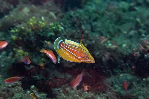 Flashing: Carpenter's Flasherwrasse - displaying by flashing