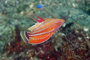 Flasherwrasse: Carpenter's Flasherwrasse - Sedam dive site, Seraya