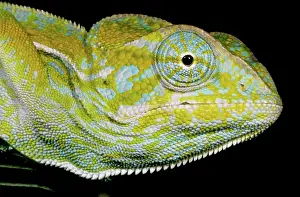 Lateralis: Carpet Chameleon