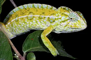 Lateralis: Carpet Chameleon