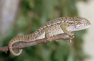 Lateralis: Carpet Chameleon